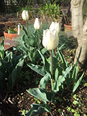 チューリップ