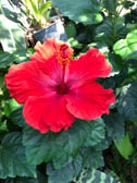 ハイビスカス