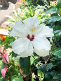 ハイビスカス