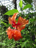ハイビスカス